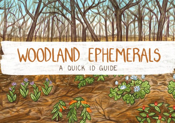 Woodland Ephemerals