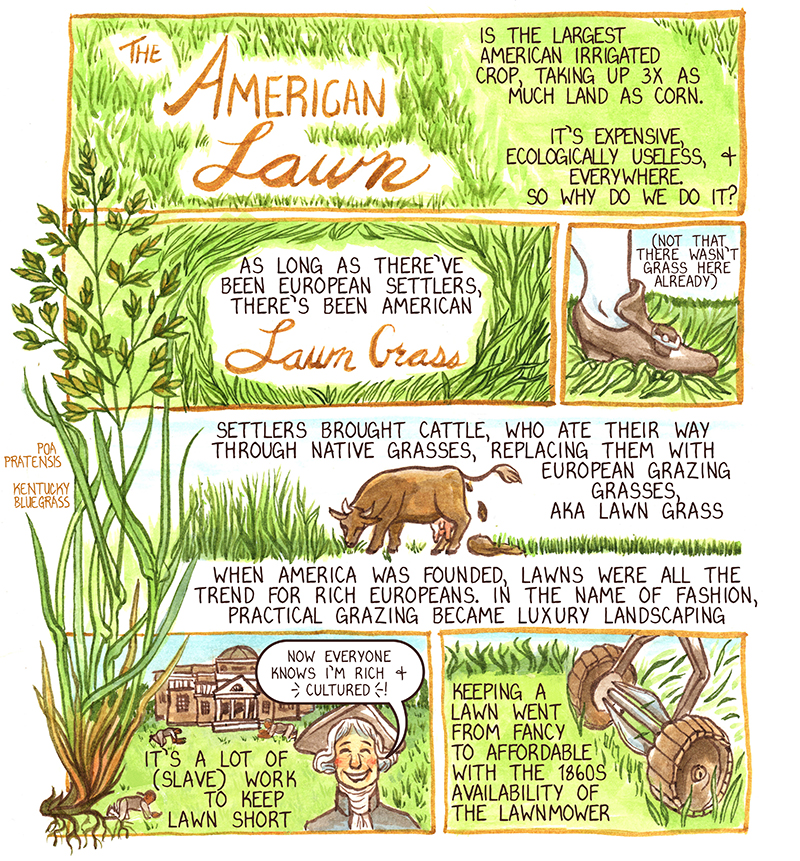 Panel 1: The American Lawn is the largest American irrigated crop, taking up 3x as much land as corn. Panel 2: As long as there’ve been European settlers, there’s been American lawn grass. Panel 3: (Not that there wasn’t grass here already) (Image: a colonial American boot stepping on grass) Panel 4: Settlers brought cattle, who ate their way through native grasses, replacing them with European grazing grasses, aka Lawn Grass. (Image: a cow eating tallgrass and pooping out lawngrass) When America was founded, lawns were all the trend for rich Europeans. In the name of Fashion, practical grazing became luxury landscaping. Panel 5: It’s a lot of (slave) work to keep lawn short. (Image: Euro-American settler standing in front of his mansion and giant lawn, as it is worked by black men on their knees. Settler says: “Now everyone knows I’m rich and cultured!”) Panel 6: Keeping a lawn went from fancy to affordable with the 1860s availability of the lawn mower. (Image: rotary blade lawn mower in action) 