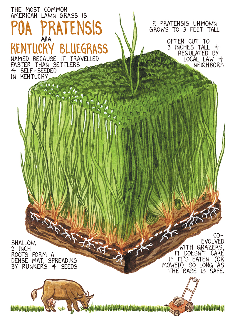 The most common lawngrass is Poa pratensis aka Kentucky bluegrass, named because it travelled faster than settlers and self-seeded in kentucky P. pratensis unmown grows to 3 feet tall. Often cut to 3 inches tall and regulated by local law and neighbors Image: A cube of grass and soil, depicting mowed P. pratensis except for one blade, and shallow soil with runner roots. Shallow 2 inch roots form a dense mat, spreading by runners and seeds. Co-evolved with grazers, it doesn’t care if it’s eaten (or mowed) so long as the base is safe. Image: Cow and lawnmower cutting short lawn grass 