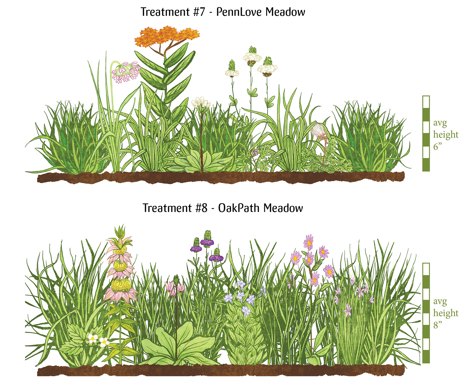 Image: Treatment #7 PennLove Meadow and #8 OakPath Meadow, two different mixes of sedge grasses and native prairie flowering plants, blooming in oranges, pinks, purples, and whites. They average around 7 inches tall.